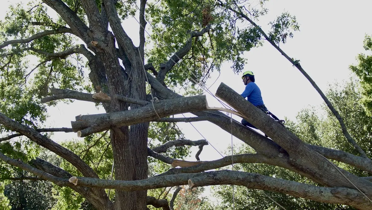 Professional Crown Thinning performed by certified arborists in Clay