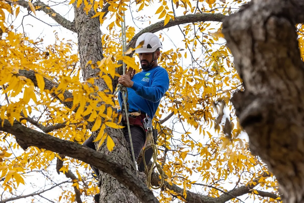 Skilled Tree Pruning crew working in Clay