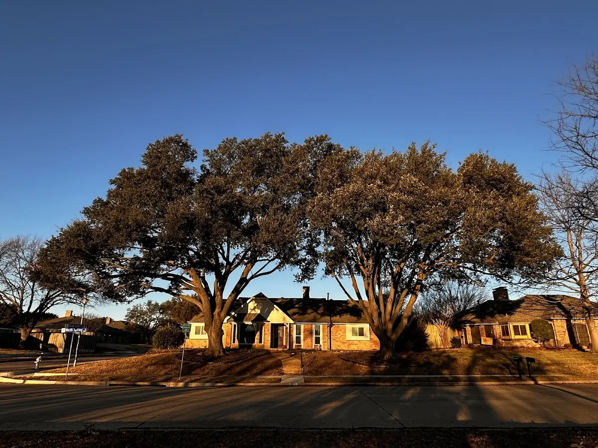 Established residential canopy tree shading a home in Clay