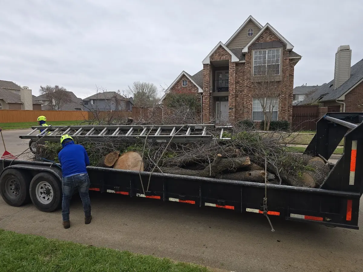 Expert Tree Removal with proper safety equipment in Clay